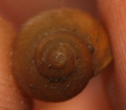 dal comprensorio del Corno alle Scale (BO): da id. /3